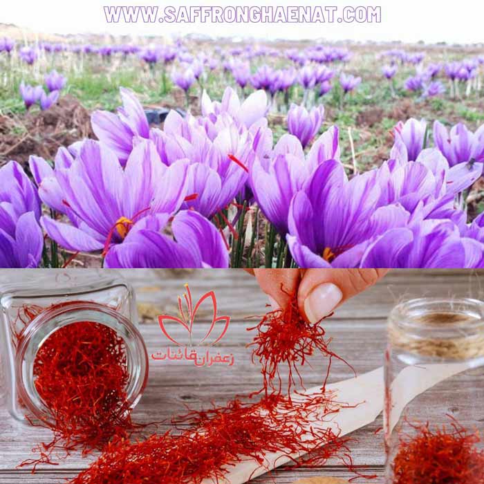 how to import saffron from Iran?