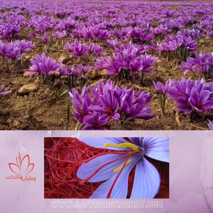 saffron producer in the world
